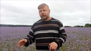 На въезде в Кинешму люди массово спешат к фиолетовому полю