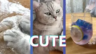 Cat Cooking For It's Owner