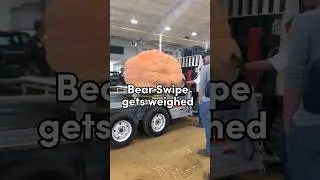 Bear Swipe the Giant Pumpkin gets weighed 🎃🐻