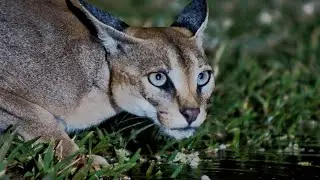 Stunning Close-Up Caracal