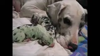 Dog Gives Birth to a GREEN Puppy!