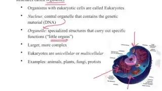 Types of Cells