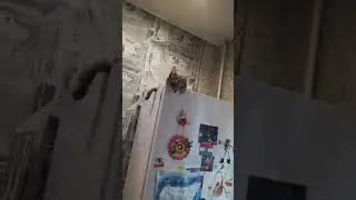 кот на холодильнике