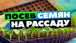 Sowing seeds for seedlings in cassettes 🌱🍉 23 04 22