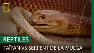 Combat à mort entre un taïpan du désert et un serpent de la Mulga