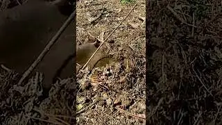 Eastern Moles at Loftridge Park 