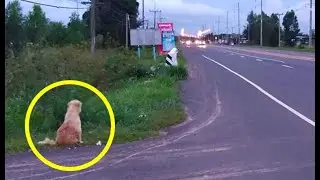 The dog waited for its owner on the road for 4 years, but when he returned for her, something...