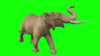 Green Screen Elephant