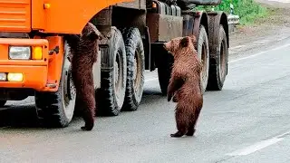 Вот такие добрые русские медведи живут на трассе Красноярск – Иркутск!
