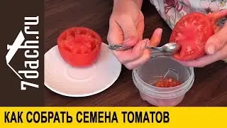 Как собрать и заготовить семена томатов - 7 дач