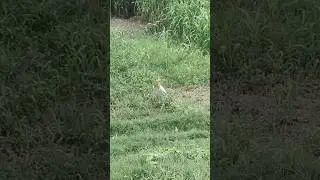 herons in field. 