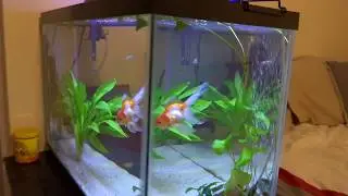 How To: Water Changes With Cold Water (and 20 gallon update)