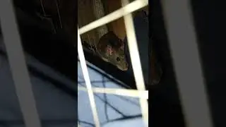 Jerry the Rat and her babies