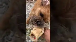 Help your pup eat! 