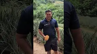 Pineapple farming in Moorea