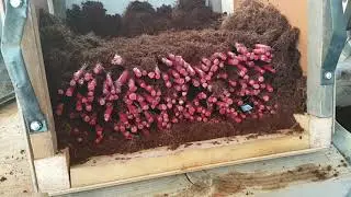 Stratification of table grafts of grapes