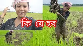 কটীযা তুলিব আহিলো আজি|| vairel video || assames volg || @ReemaDoley