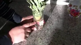 Ананас дома. Укоренение.