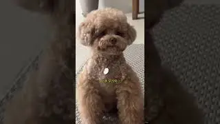 감독, 출연, 연출까지 다하는 복떠니🐶
