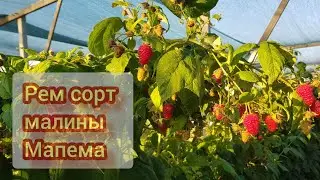 Рем сорт малины Мапема месяц с начала плодоношения