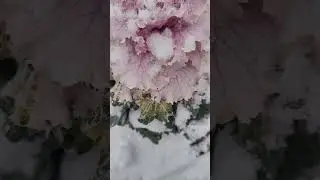 #красота