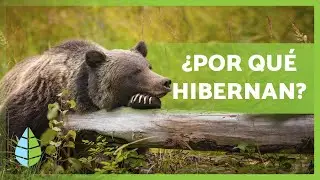 ¿Qué es la HIBERNACIÓN y qué ANIMALES HIBERNAN? 🐻🐸