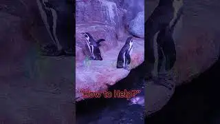 🐧🌟Epic Penguin Dance-Off: Can You Keep Up?💥💃 #PenguinDanceBattle #WaddleForACause #waterpedia