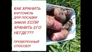 Winter storage of planting potatoes in a pit in the garden