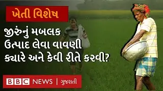 Cumin Farming: જીરુંની વાવણી ક્યારે અને કેવી રીતે કરવી?