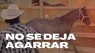 CABALLO DESCONFIADO no se deja tocar