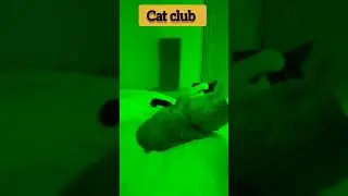 😻🐈 