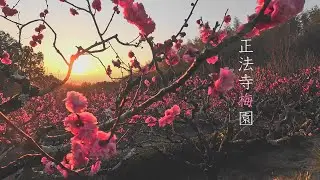 【京都】正法寺の梅園 Ume Garden at Shōbō-ji Temple