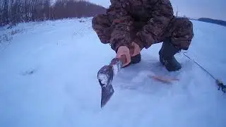 ПРОБНАЯ РЫБАЛКА НА НАЛИМА /ЛОВЛЯ НАЛИМА НА ИРТЫШЕ /ПОСТАВУШКИ НА НАЛИМА