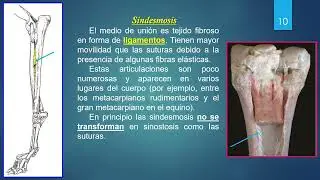 Generalidades de Artrología 2024