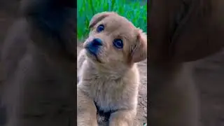 #puppy #petphotography #dog #cute #pets #doglovers