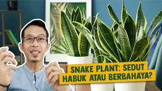 Snake Plant: Sedut Habuk atau Berbahaya?