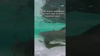 Lemon sharks are the most commonly researched shark #lemonsharks #tropicalwaters #marinebio