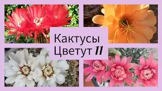2024.Цветут Кактусы.11.серия