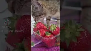 Софочка