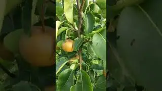 05 08 24 Китаец