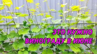 ВИНОГРАД дает огромные ГРОЗДИ  при таком расположении ЛОЗ на шпалере