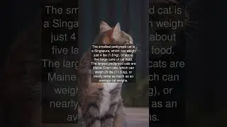 The smallest pedigreed cat is a Singapura, which can weigh just 4 lbs (1.8 kg), or...