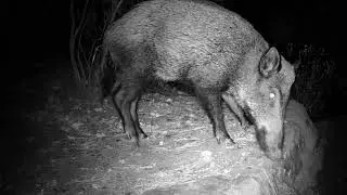 JABALI con HAPIMP PH770-8D
