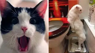 Cats Pooping / Kaka Yapan Kediler