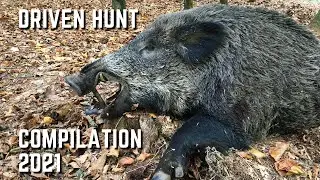 Driven red deer, wild boar, roe deer and foxes - hunting compilation 2021