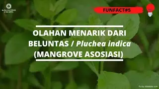 OLAHAN MENARIK DARI BELUNTAS / Pluchea indica (MANGROVE ASOSIASI)