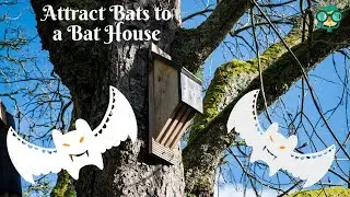 How to Attract Bats to a Bat House? How to Attract Bats to My Bat House?