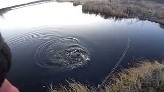 Щука осенью,в ожидании первого льда.
