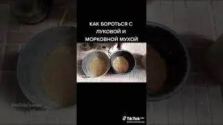 ПРОТИВ ЛУКОВОЙ И МОРКОВНОЙ МУХИ