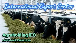 Livestock business. Agroholding IEC. Cattle. Agricultural industry. Agribusiness.